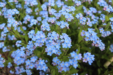 forget-me-nots