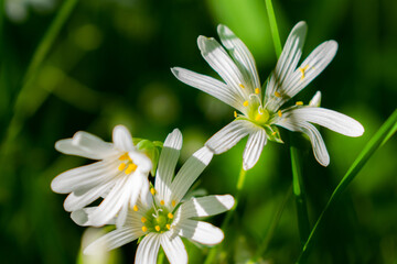 chamomile wildflowers on a Sunny day, close-up