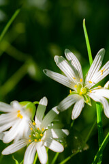 chamomile wildflowers on a Sunny day, close-up