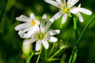 chamomile wildflowers on a Sunny day, close-up