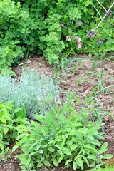 Organic permaculture garden with various herbs and onion. Strawberry in bloom, sage,  onion, currant and flowers at the back, organic agriculture
