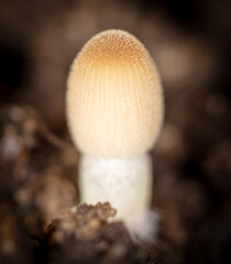 Small poisonous mushroom in the ground.