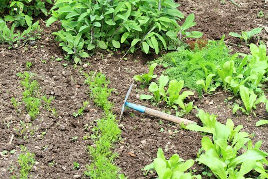 Taking care of permaculture garden with various herbs and carrot. Young carrot, sage,  yarrow and marigold, organic agriculture