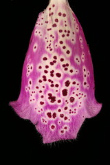 Foxglove (Digitalis purpurea). Corolla Detail Closeup © Valery Prokhozhy