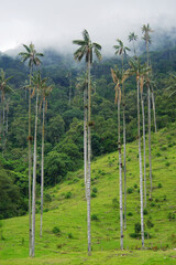 Famous wax palm trees of Cocora Valley next to Salento, Colombia