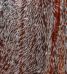 Hair on the body of a beetle as a background.