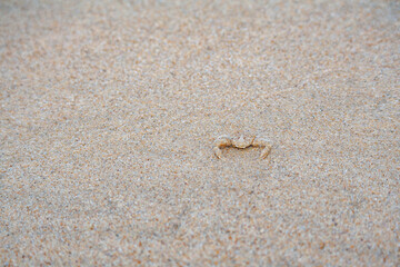 Fototapeta na wymiar Little crab walks in the sand on the beach in the Philippines