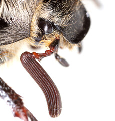 Beetle portrait on a white background.