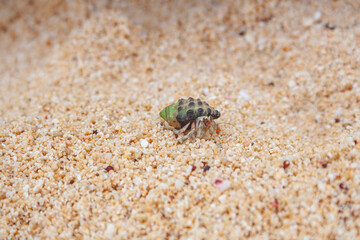 Hermit crab in the sand with green snail house, Philippines