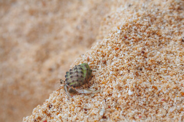 Hermit crab in the sand with green snail house, Philippines