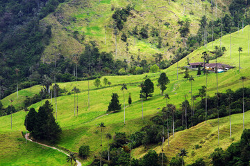 Misty alpine landscape of Cocora valley, Salento, Colombia, South America