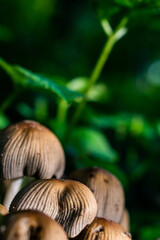 mushrooms on a summer,Sunny day, close-up