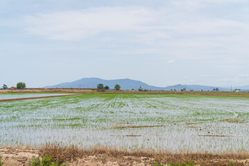 Fototapeta premium DELTA DE L'EBRE, TARRAGONA, CATALUNYA, SPAIN - JUNE 5, 2019: Fields with small water filled ditches and canals, with rice growing in Delta del Ebro.