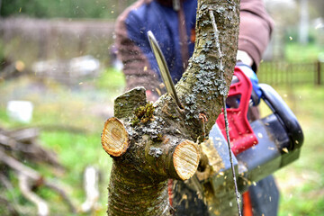 Professional gardener cuts branches on a old tree, with using a chain saw. Trimming trees with chainsaw in backyard home. Cutting fire wood in village. Caring for nature, ecology and improvement - obrazy, fototapety, plakaty