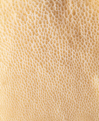 Mushroom scaly tinder fungus as background.