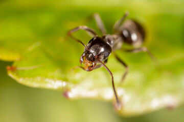 Portrait of an ant in nature.