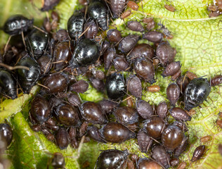 Aphids on a green leaf in nature.