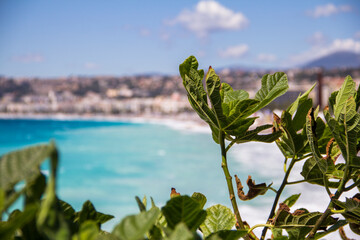 Fototapeta na wymiar Ocean view cityscape of Mediterranean Nice beach from behind the leafs