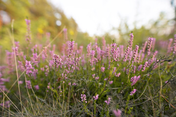 Obraz premium Heather macro shot. Close up view of the scotish heather growing in the summer.