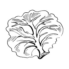 leaf of cabbage vector sketch. Hand drawn illustration isolated