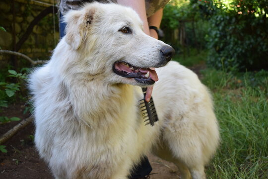 Beautiful female maremma sheepdog getting brushed