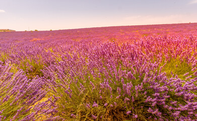 Fototapeta premium Lavender field in Provence, south of France