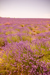 Fototapeta premium Lavender field in Provence, south of France