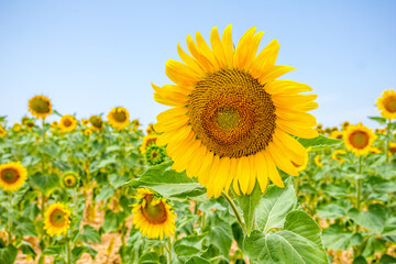 Sunflower field in Provence, South of France