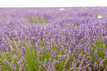 Plakat Lavender field in Provence, south of France