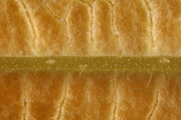 Marrow (Cucurbita pepo). Petal Lower Surface Closeup