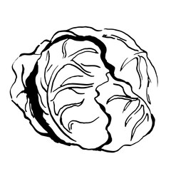 head of cabbage vector sketch. Hand drawn illustration isolated