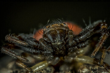 Fotografia macro de una pequeña araña