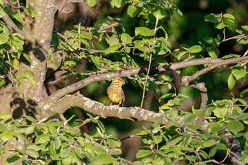 Yellowhammer emberiza citrinella sitting on branch of tree. Cute common bright songbird in wildlife.