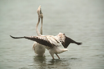 Juvenile Greater Flamingos friendly fight