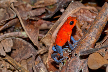 Obraz premium Dart Poison Frog, Blue Jeans, Oophaga pumilio, Dendrobates pumilio,Tropical Rainforest, Costa Rica, Central America, America