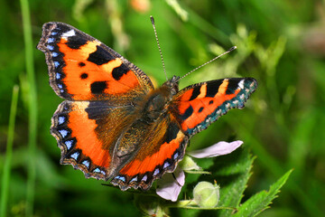 Small Tortoiseshell, Aglais urticae, Guadarrama National Park, Segovia, Castile and León, Spain, Europe