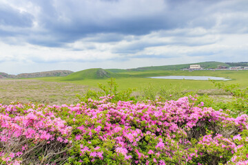 烏帽子岳から見たミヤマキリシマと草千里　熊本県阿蘇市　
Rhododendron kiusianum and Kusasenrigahama Seen from Mt. Eboshidake