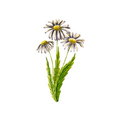 Bouquet of watercolor daisies. Hand drawn illustration is isolated on white. Chamomiles with leaves are perfect for linens design, greeting card, wedding invitations, interior poster, fabric textile