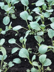 Seedlings of cabbage. Cultivation of cabbage in a greenhouse. Seedlings in the greenhouse.