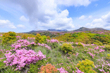 阿蘇山とミヤマキリシマ　熊本県阿蘇市　Mt.Aso and Rhododendron kiusianum Kumamoto Aso city