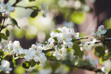 Blooming apple tree in the garden. Selective focus.