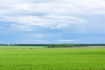 field and birch grove