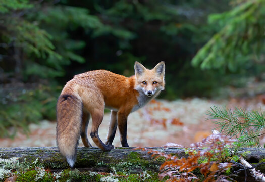 Red fox in pine tree forest with a bushy tail standing on a log looking back at my camera in the forest in autumn in Algonquin Park, Canada 