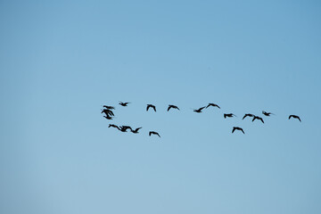 Vogelschwarm als Silhouette am Himmel, blau, wolkenlos