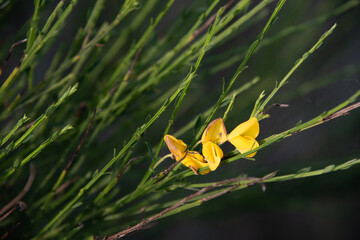 Drei einzelne, kleine gelbe Ginster-Blüten an einem Strauch