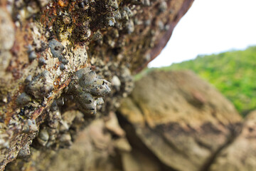 Mussel on a dry stone cliff at a beach in Bako Nationalpark in Borneo, Malaysia.
