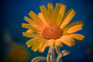 photo macro detail of pallenis maritima , playing with the theory of the yellow blue color
