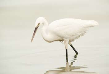 Western reef egret white morphed fishing at Asker coast of Bahrain (Exposure bias: +2EV)