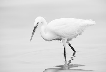 Western reef heron white morphed fishing at Asker coast of Bahrain (Exposure bias: +2EV)