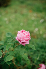 Сute lonely dewy pink rose growing in the garden, vertical photo
